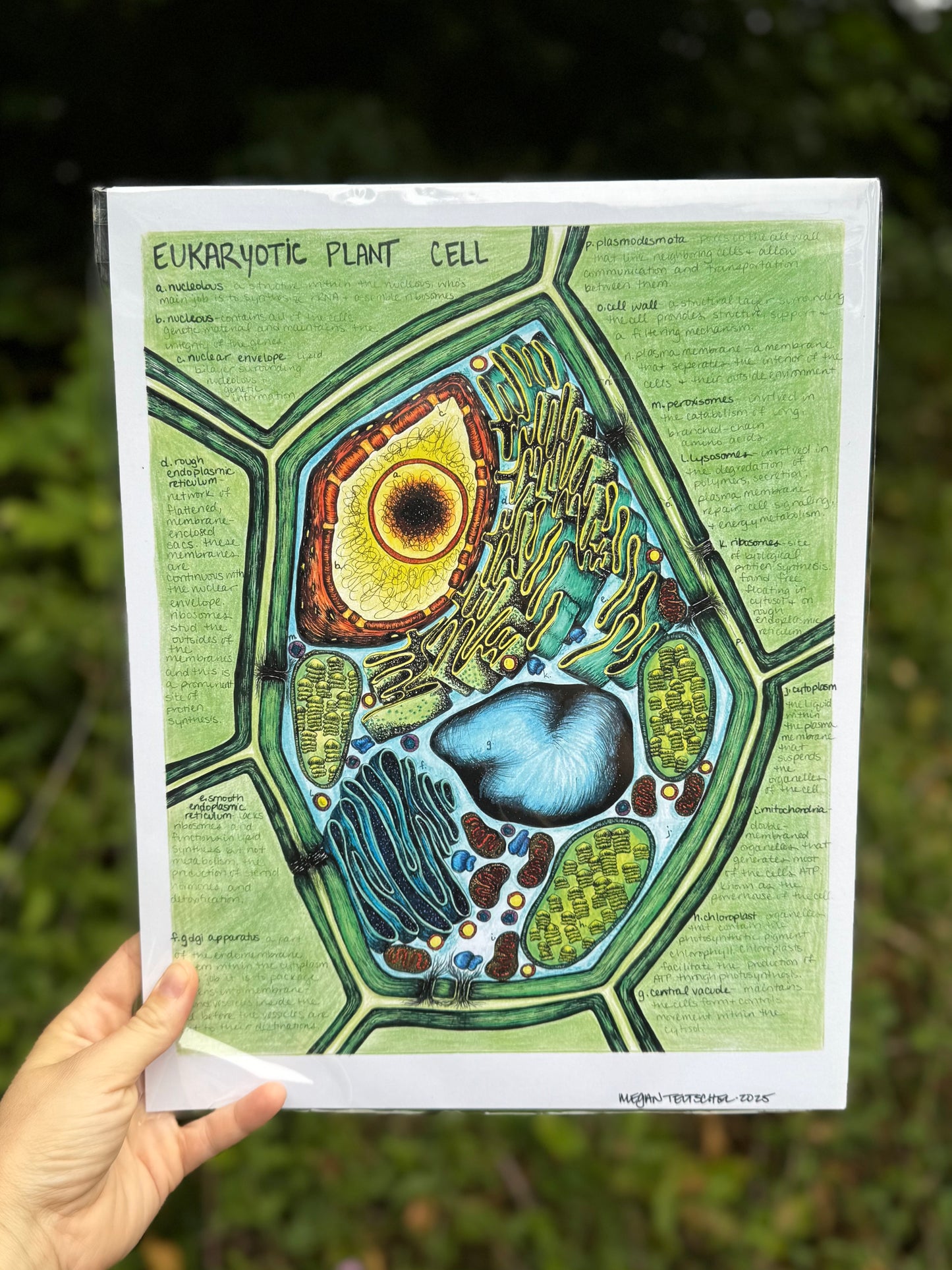 Eukaryotic Plant Cell in Color Print
