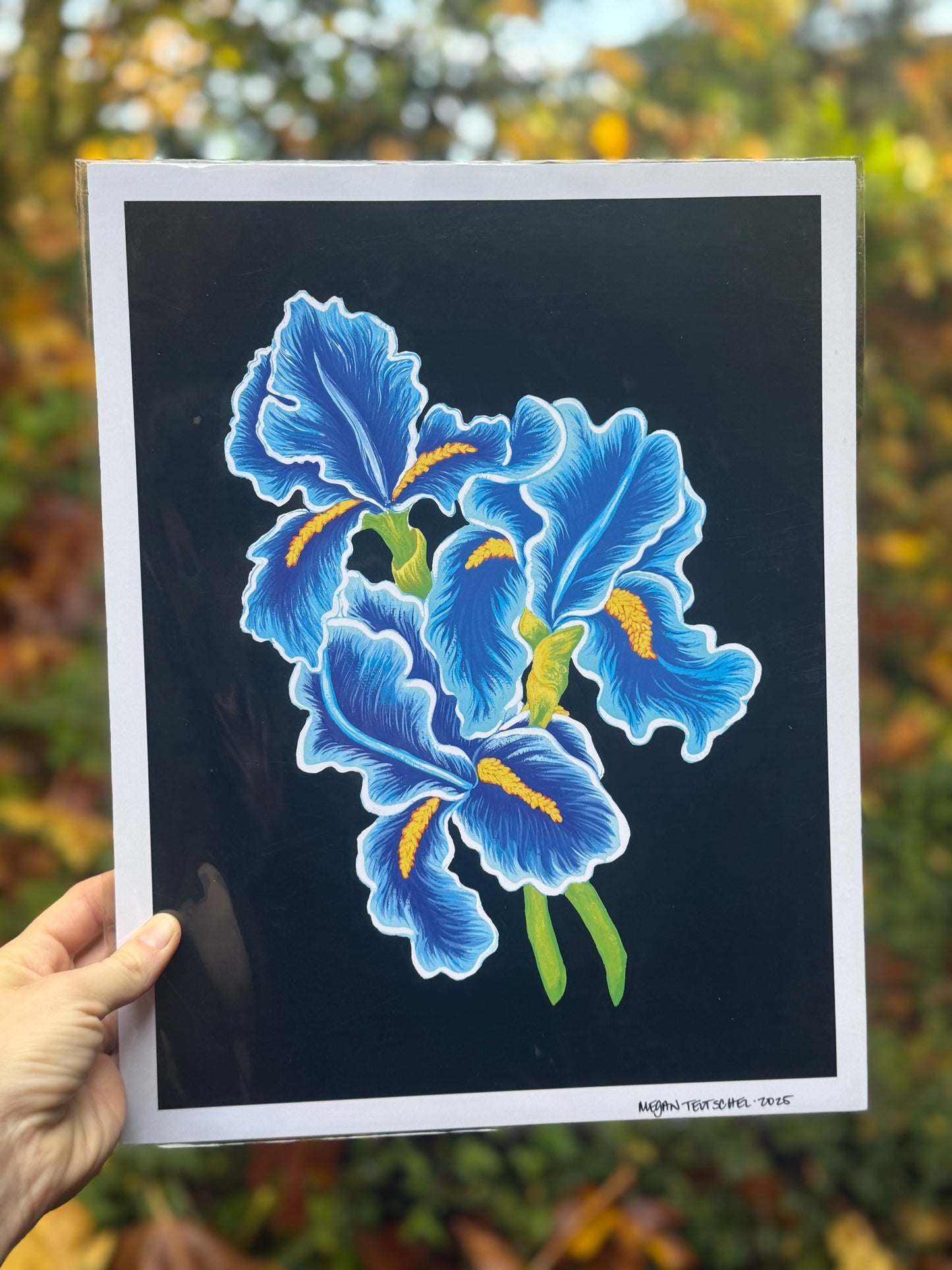 Irises on Black Print