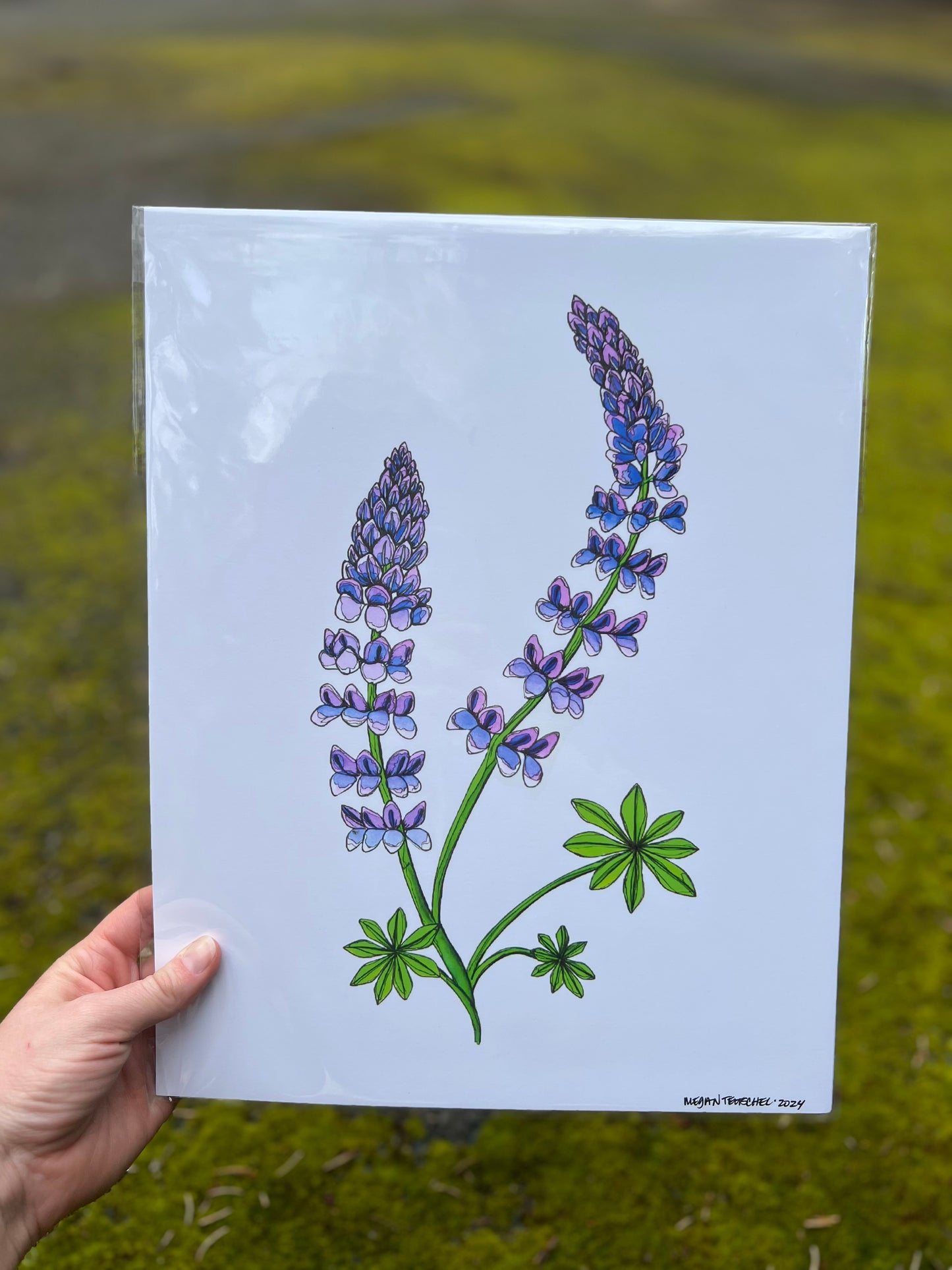 Lupine Print