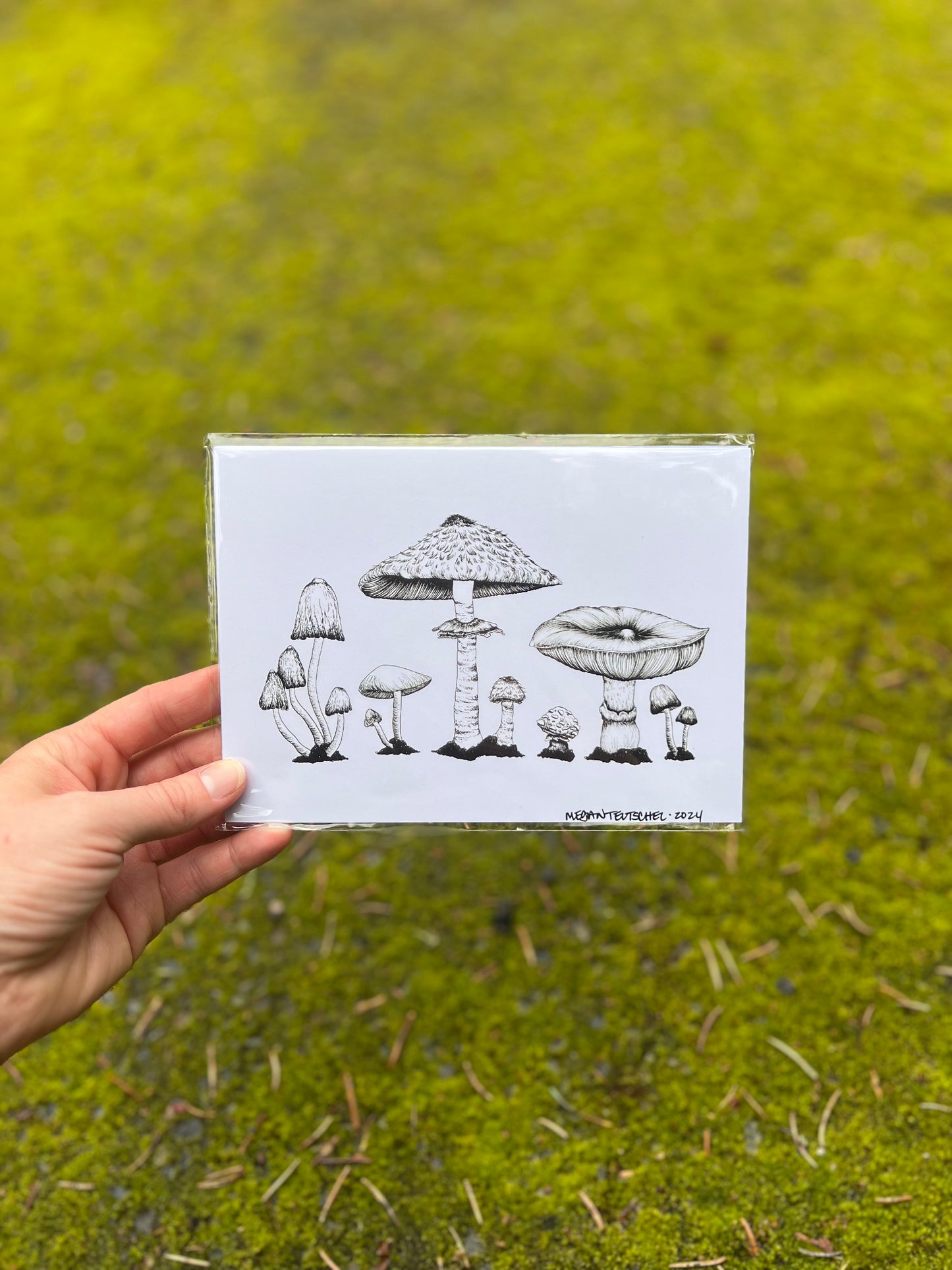 Mushroom Lineup