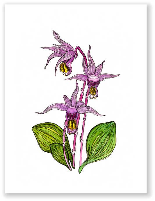 Calypso Orchid Print