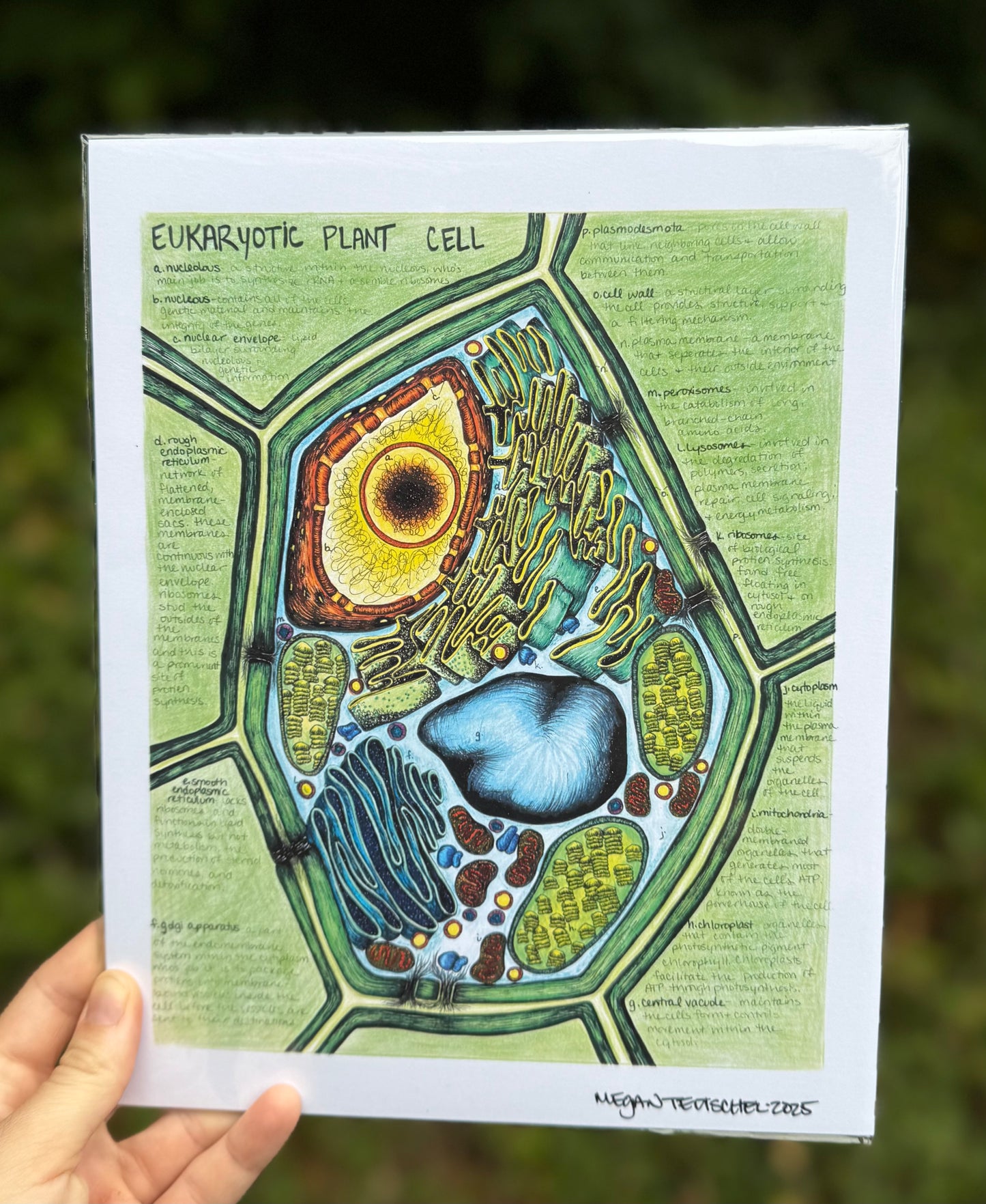 Eukaryotic Plant Cell in Color Print