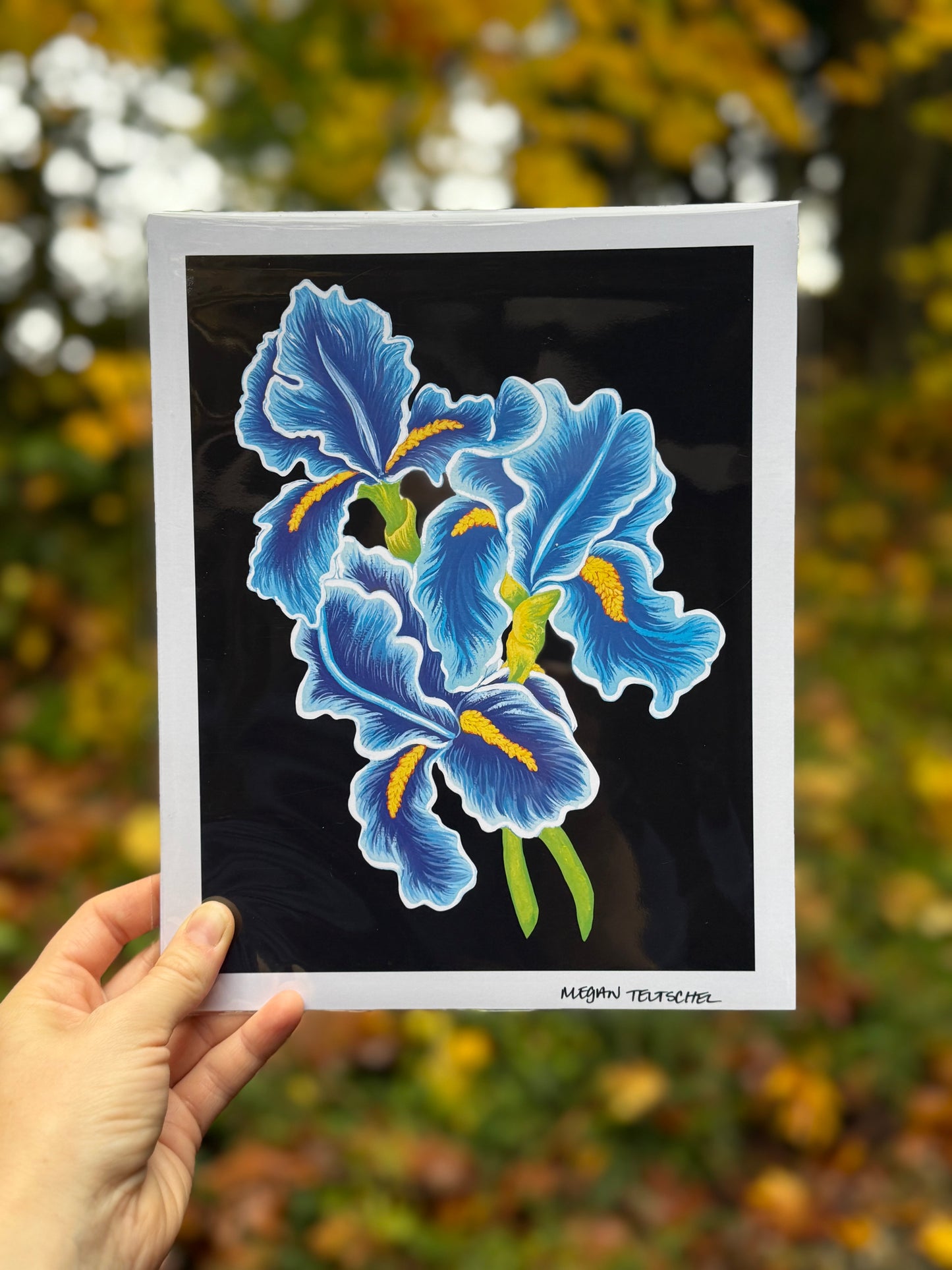 Irises on Black Print