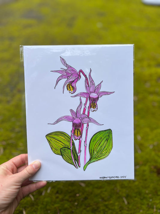 Calypso Orchid