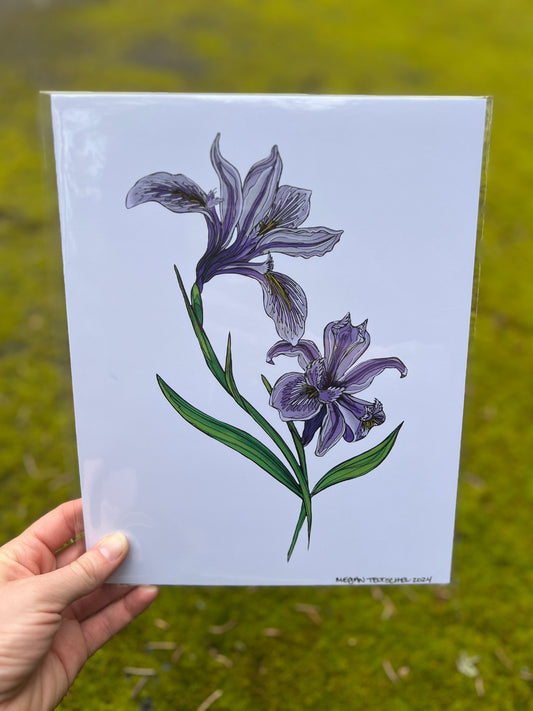 Tough Leafed Iris Print