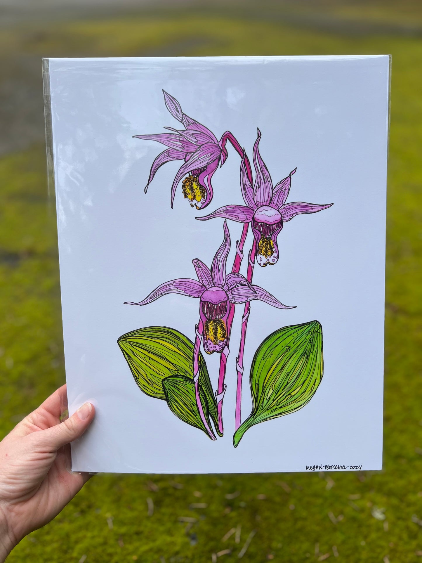 Calypso Orchid