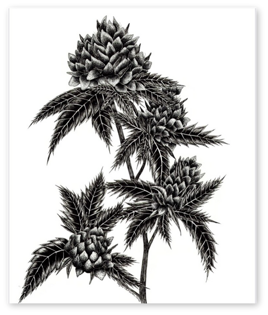 Cannabis (Indica) Print