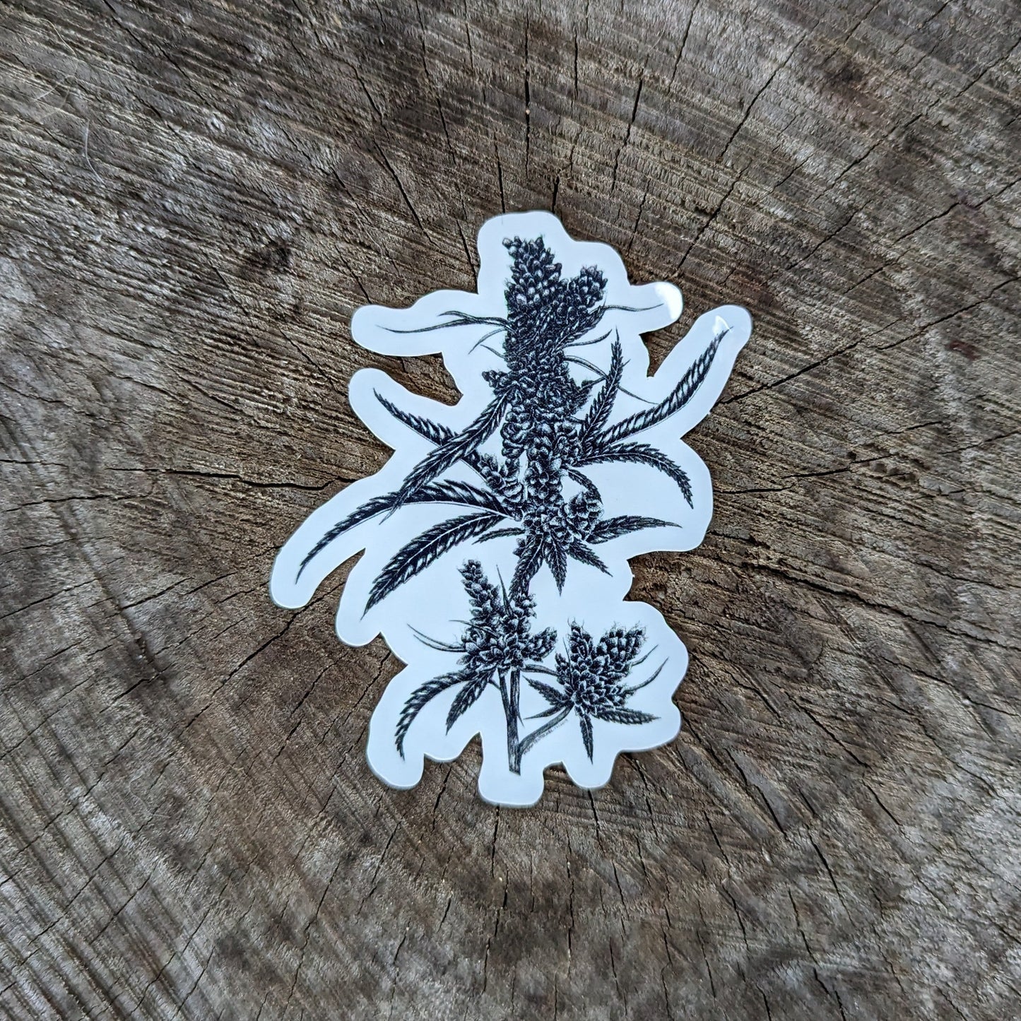 Cannabis (Sativa) Sticker