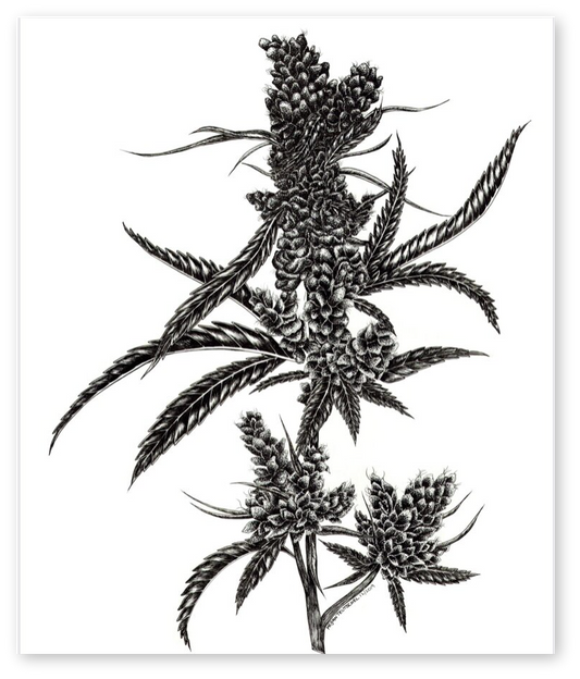 Cannabis (Sativa) Print