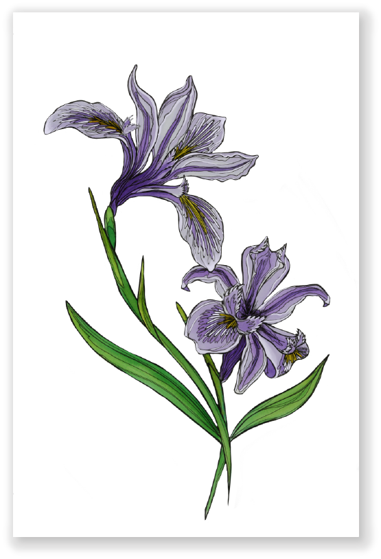 Tough Leafed Iris Print